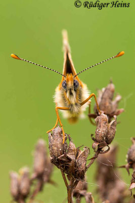 Melitaea cinxia (Wegerich-Scheckenfalter), 20.5.2020