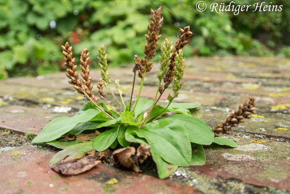 Plantago major (Breitwegerich), 9.9.2019