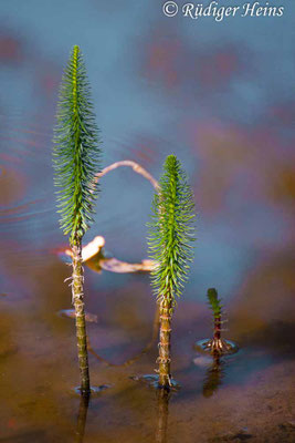 Hippuris vulgaris (Tannenwedel)