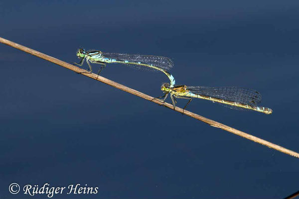 Coenagrion lunulatum (Mond-Azurjungfer) Tandem, 18.5.2017