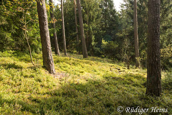 Kleine südexponierte Lichtung, 22.9.2023 - Weitwinkelzoom 10-18mm  f/4.5-5.6 