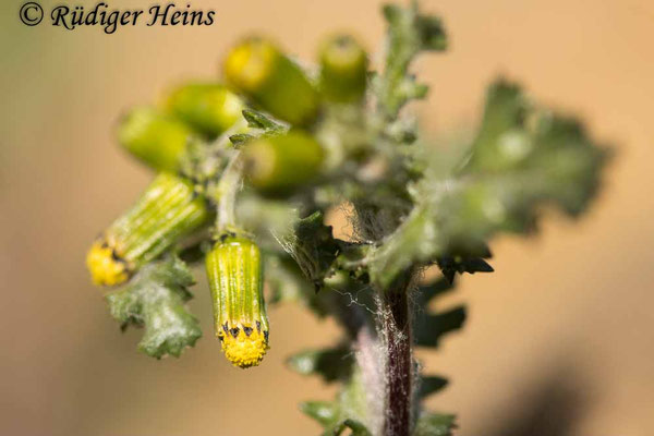 Senecio vulgaris (Gewöhnliches Greiskraut), 6.4.2025