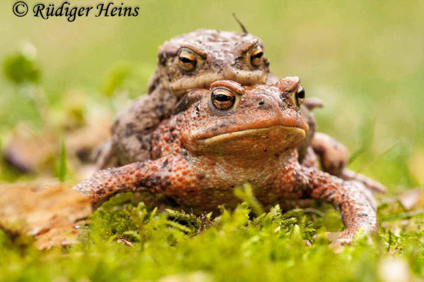 Bufo bufo (Erdkröte) Paarung, 28.3.2010