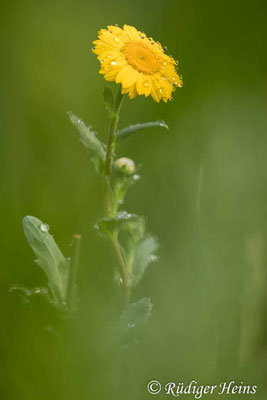 Glebionis segetum (Saat-Wucherblume)