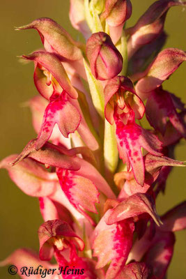 Anacamptis fragans (Wohlriechendes Knabenkraut), 15.5.2015