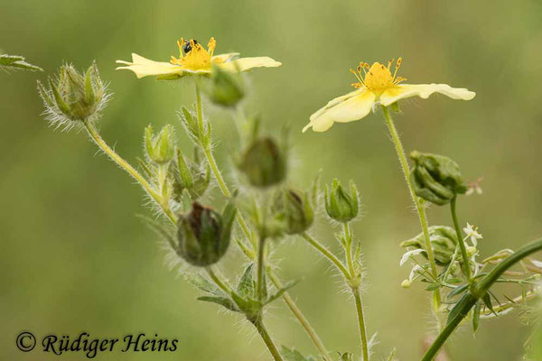 Potentilla recta (Hohes Fingerkraut), 11.7.021