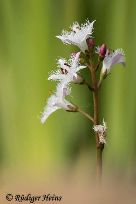 Menyanthes trifoliata (Fieberklee)