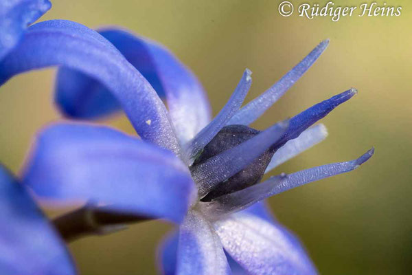 Scilla bifolia (Zweiblättrige Blaustern), 31.3.2021