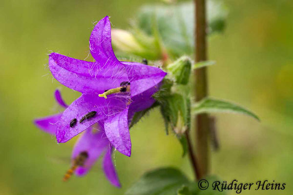 Campanula trachelium (Nesselblättrige Glockenblume), 12.7.2015