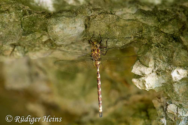 Boyeria irene, Westliche Geisterlibelle, Männchen