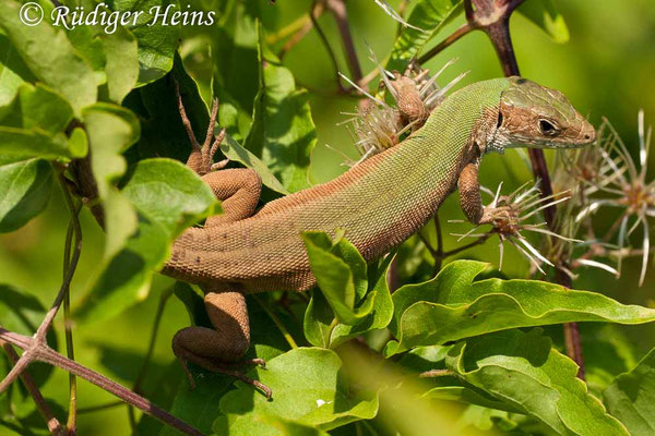 Lacerta trilineata (Riesen-Smaragdeidechse)