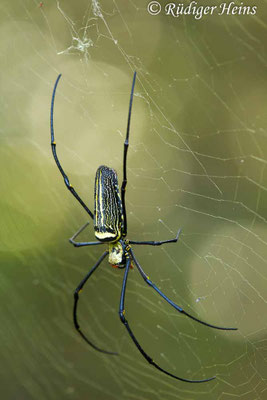 Nephila pilipes (Seidenspinne)