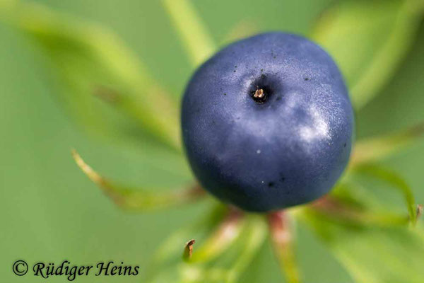Paris quadrifolia (Vierblättrige Einbeere), 7.8.2021
