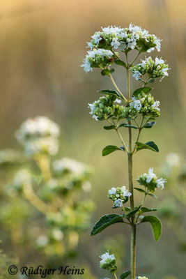 Origanum vulgare (Echter Dost), 31.7.2020