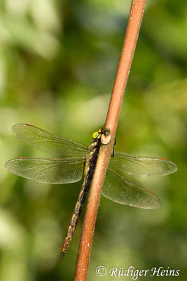 Isoaeschna isoceles, Keilfleck-Mosaikjungfer, Weibchen
