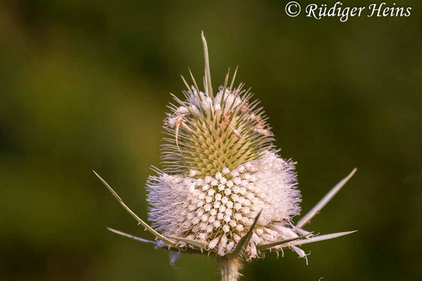 Dipsacus laciniatus, Schlitzblatt-Karde