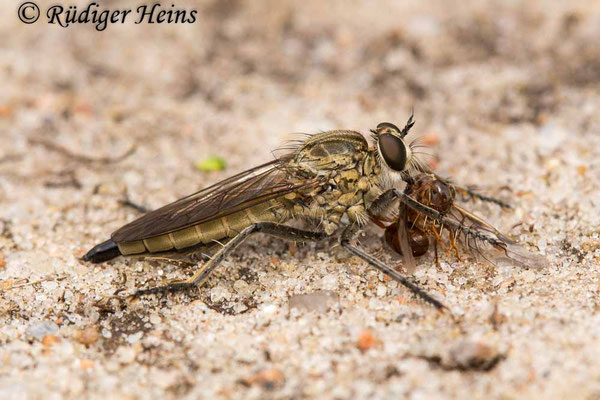 Philonicus albiceps (Sand-Raubfliege) Weibchen