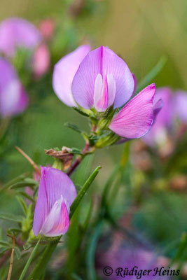Ononis spinosa (Dornige Hauhechel)