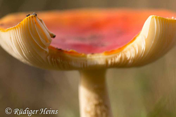 Amanita muscaria (Fliegenpilz), 18.10.2019