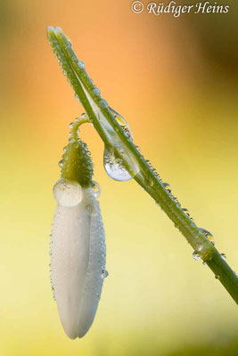Galanthus nivalis (Schneeglöckchen), 28.2.2015