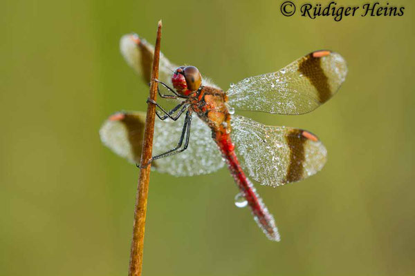 Sympetrum pedemontanum (Gebänderte Heidelibelle) Männchen, 4.8.2012