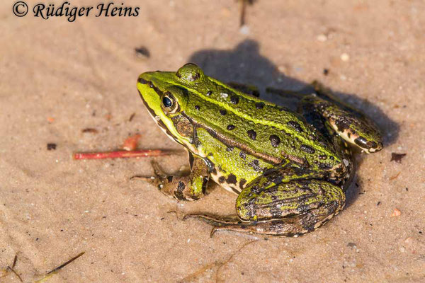 Pelophylax kl. esculentus (Teichfrosch), 31.5.2018