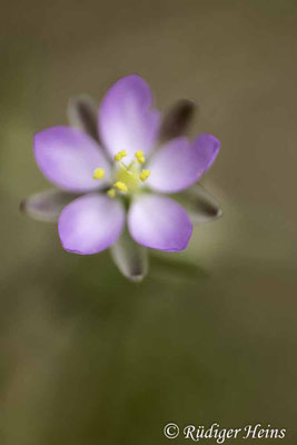 Spergularia rubra, Rote Schuppenmiere
