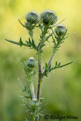 Cirsium vulgare (Gewöhnliche Kratzdistel), 22.7.2020