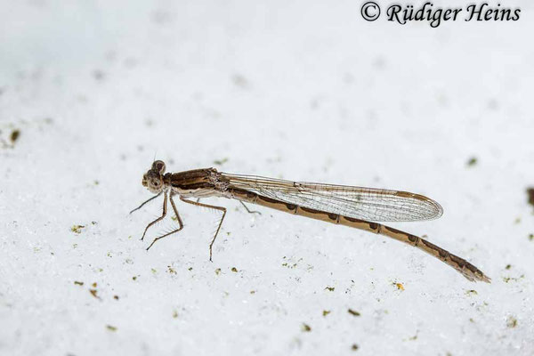 Weibchen der Gemeinen Winterlibelle läuft über Schnee