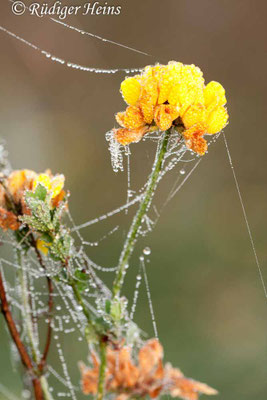Lotus corniculatus (Gewöhnlicher Hornklee)