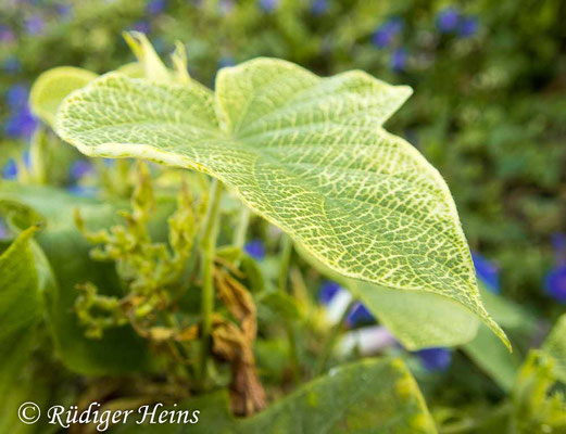 Purpur-Prunkwinde (Ipomoea purpurea), 10.7.2022 - Olympus Tough TG-5