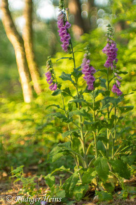 Digitalis purpurea (Roter Fingerhut), 11.6.2017