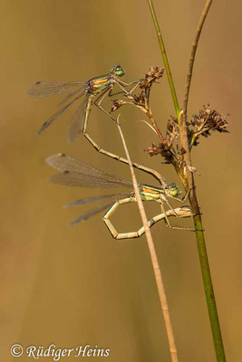 Lestes barbarus (Südliche Binsenjungfer) Eiablage, 21.8.2021 - Makroobjektiv 180mm f/3.5