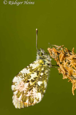 Anthocharis cardamines (Aurorafalter), 16.5.2020