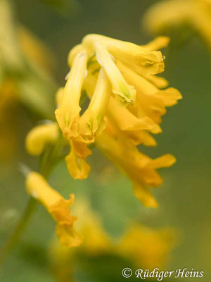 Pseudofumaria lutea (Gelber Lerchensporn), 14.10.2020