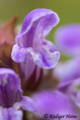 Prunella vulgaris (Gemeine Braunelle), 31.7.2022