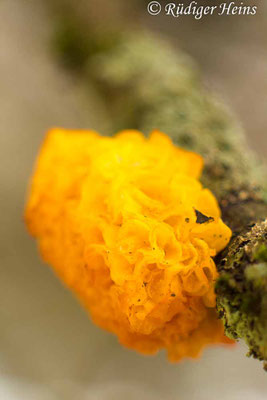 Goldgelber Zitterling (Tremella mesenterica), 25.1.2017