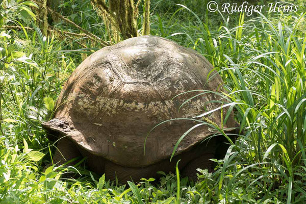 Chelonoidis porteri (Santa-Cruz-Riesenschildkröte), 15.2.2020