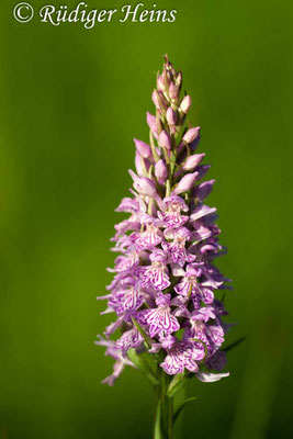 Dactylorhiza fuchsii (Fuchs' Fingerwurz), 10.6.2006