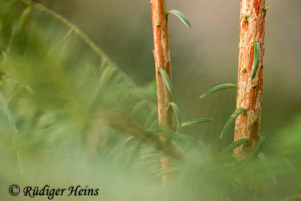 Europäische Eibe (Taxus baccata), 19.3.2021 - Makroobjektiv 180mm f/3,5