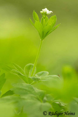 Galium odoratum (Waldmeister)