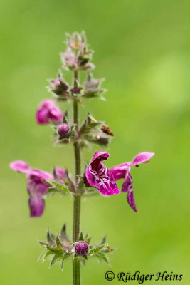 Stachys sylvatica (Wald-Ziest), 3.7.2019