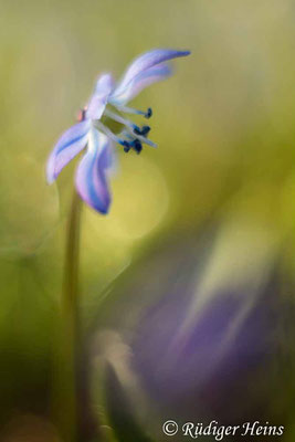 Scilla siberica (Sibirischer Blaustern), 30.3.2021