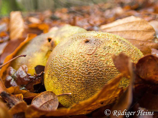 Scleroderma citrinum (Kartoffelbovist), 16.12.2021