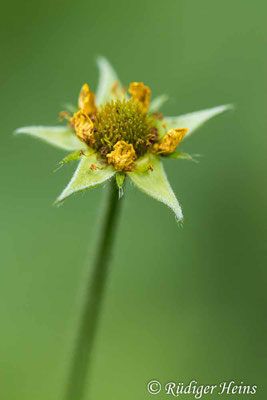 Geum urbanum (Echte Nelkenwurz)