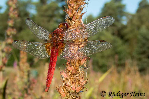 Crocothemis erythraea, Feuerlibelle, Männchen
