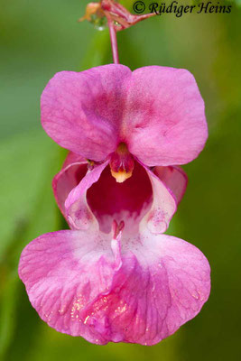 Impatiens glandulifera (Drüsiges Springkraut), 14.10.2012