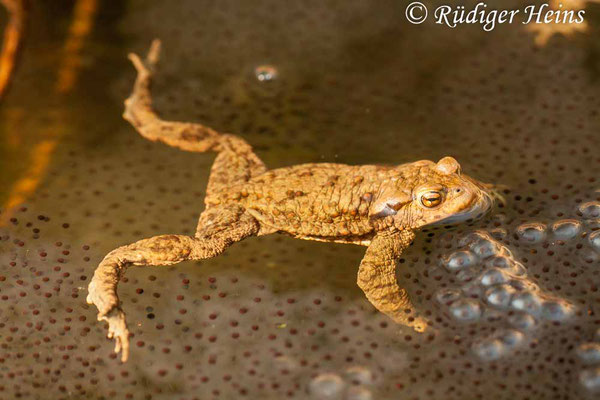 Bufo bufo (Erdkröte) Männchen, 25.3.2012