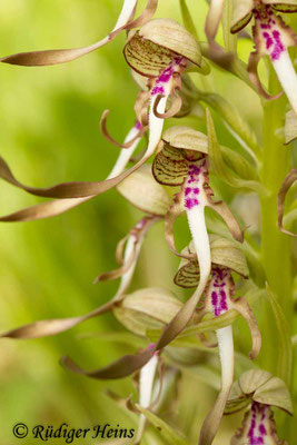 Himantoglossum hircinum (Bocks-Riemenzunge), 21.5.2015