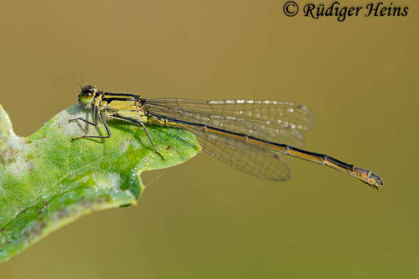 Ischnura elegans (Große Pechlibelle) Weibchen, 9.9.2012